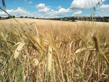 Close-up of wheat field against sky