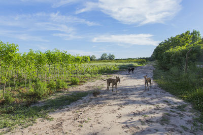 View of dog on field against sky