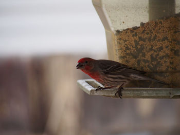 Bird perching on feeder