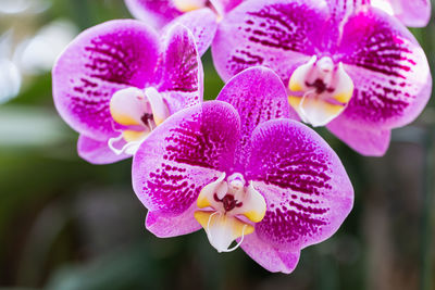 Close-up of pink orchids