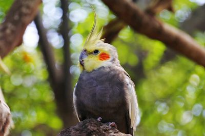 Close-up of bird perching on tree