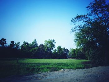 Trees growing on field against clear blue sky