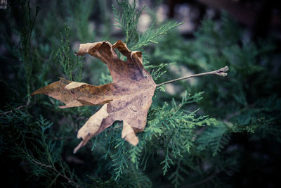 Close-up of dry leaf on plant