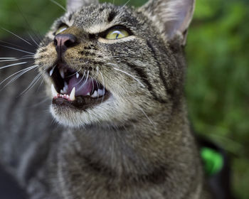Close-up of cat