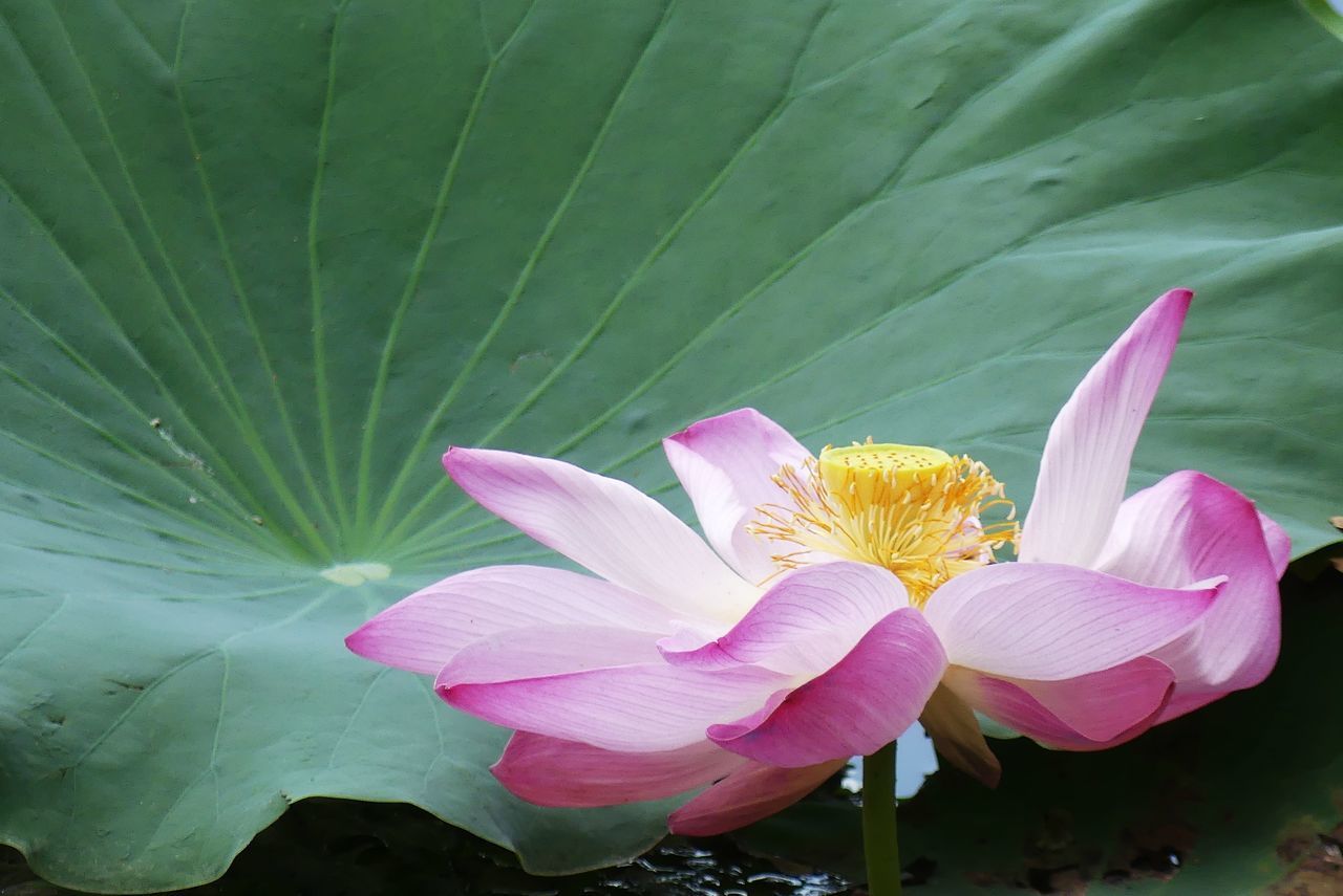 CLOSE-UP OF PINK LOTUS WATER LILY IN GARDEN