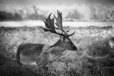 Deer standing on field