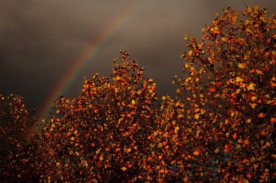 Red tree against sky during sunset