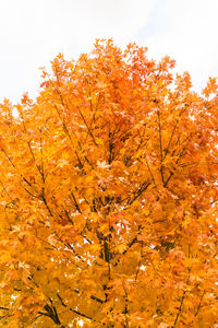 Low angle view of autumnal tree against orange sky