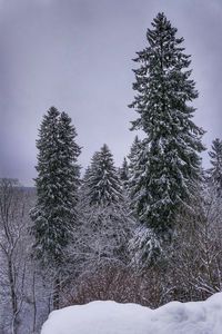 Snow covered pine trees in forest against sky