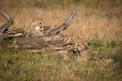 Cheetahs on field in forest