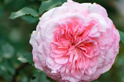 Close-up of pink flower blooming outdoors