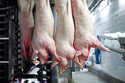 Pork carcasses are processed at the factory. meat production. a place where pigs are killed