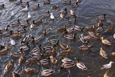 High angle view of birds in lake