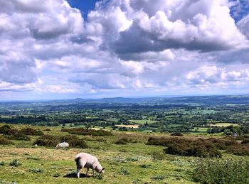 Sheep in a field