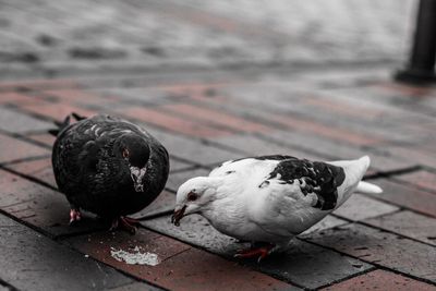 Pigeons eating food on footpath