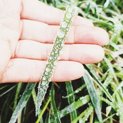 Close-up of hand holding plant