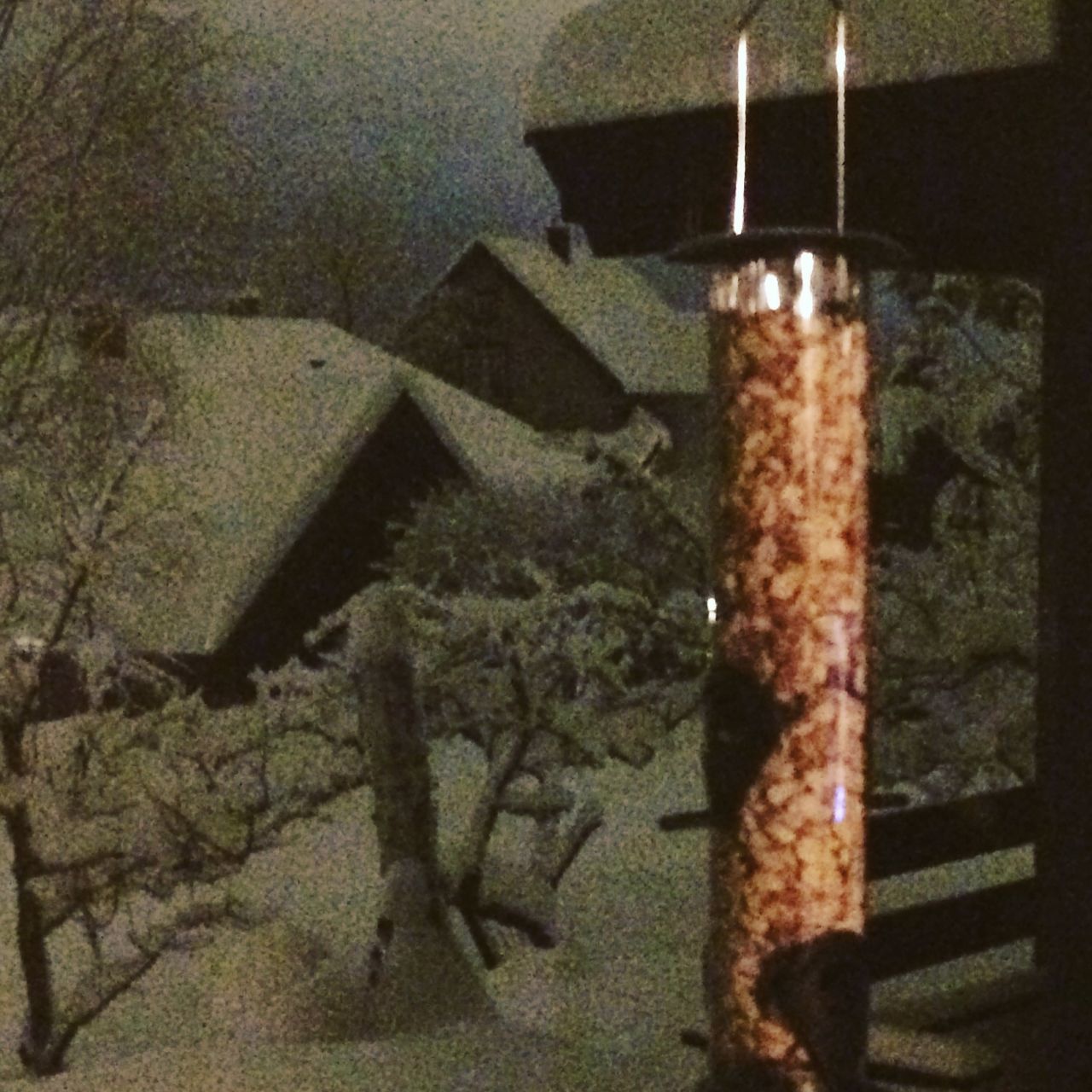 CLOSE-UP OF FOOD HANGING ON TREE