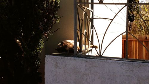 Dog relaxing on tree