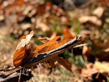 Close-up of dried autumn leaves on field