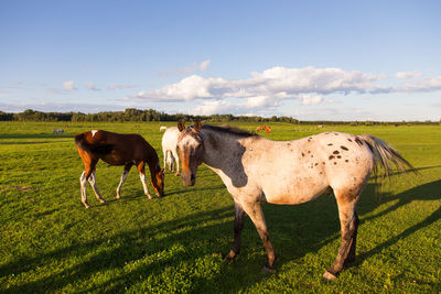 Red roan horse standing at the edge of a large field during a golden hour summer evening