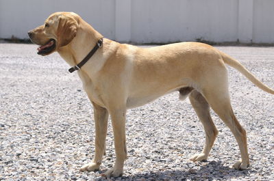 Dog standing outdoors
