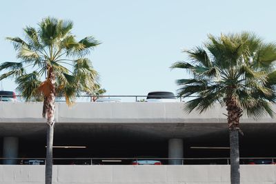 Low angle view of palm trees against clear sky