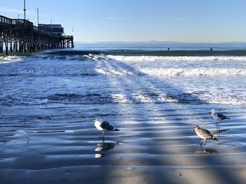 Seagulls on beach