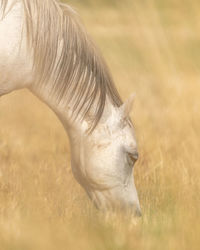 View of horse on field