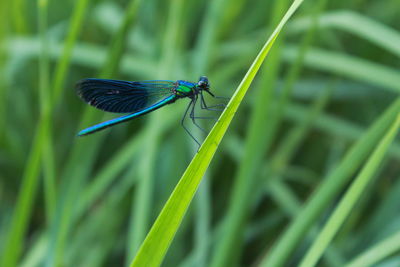Close-up of insect on grass