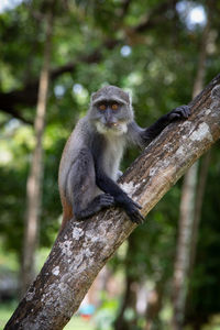 Close-up of monkey sitting on tree in forest