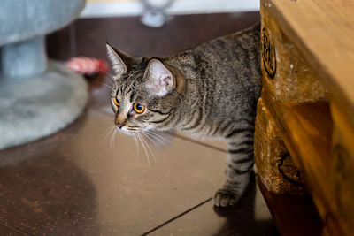 High angle view of cat looking away