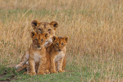 Portrait of lioness and cubs sitting on field