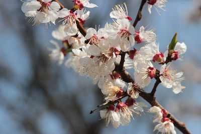 Close-up of cherry blossoms in spring