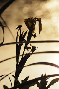 branch