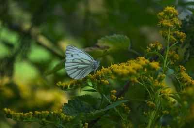Close-up of butterfly pollinating on flower