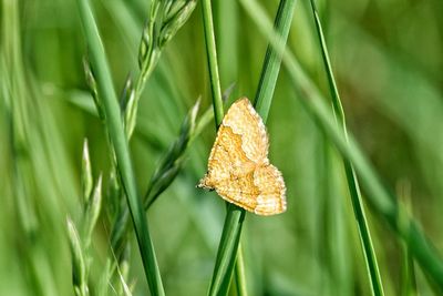 Close-up of fresh leaf on grass
