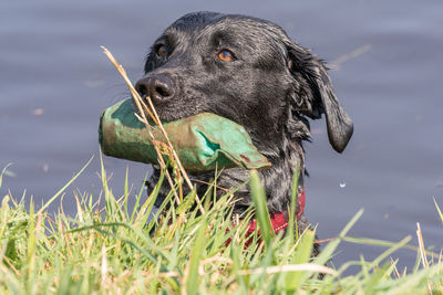 Head shot of a pedigree black labrador in the water with a training dummy in its mouth