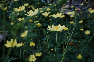 Close-up of yellow flower blooming in field