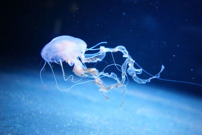 Jellyfish in sea