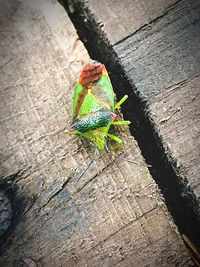High angle view of insect on wood