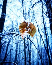 Close-up of snow on tree during winter