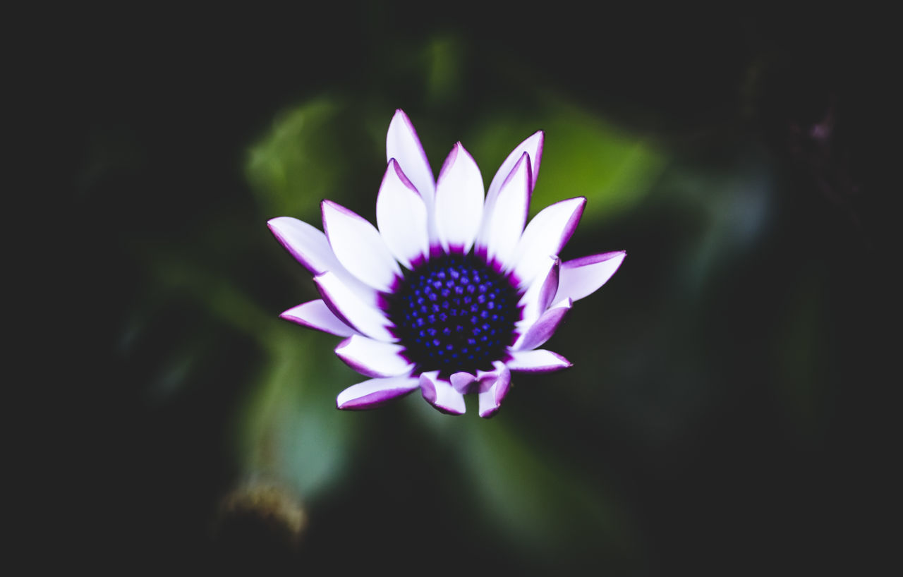 flower, fragility, petal, beauty in nature, nature, flower head, growth, freshness, purple, blooming, no people, day, close-up, plant, outdoors, osteospermum, lotus water lily