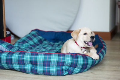 Beautiful labrador retriever puppy in livingroom. labrador retriever portrait .