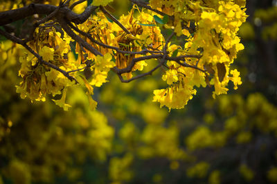 Close-up of yellow flower tree