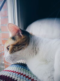 Close-up portrait of cat