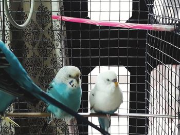 Close-up of parrot in cage