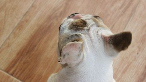 High angle view of cat lying on hardwood floor