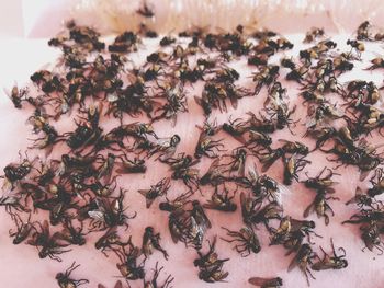 High angle view of berries on table