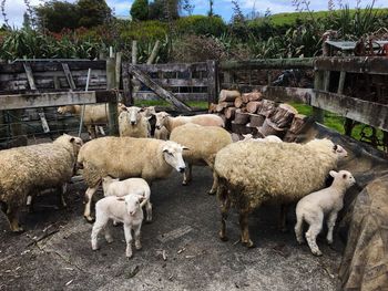 Sheep standing on rocks