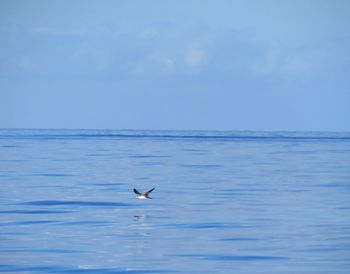 View of pilot whales in sea